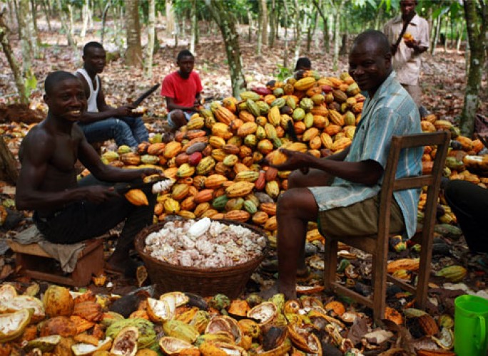 Ghana to lose position on World cocoa league - CAL