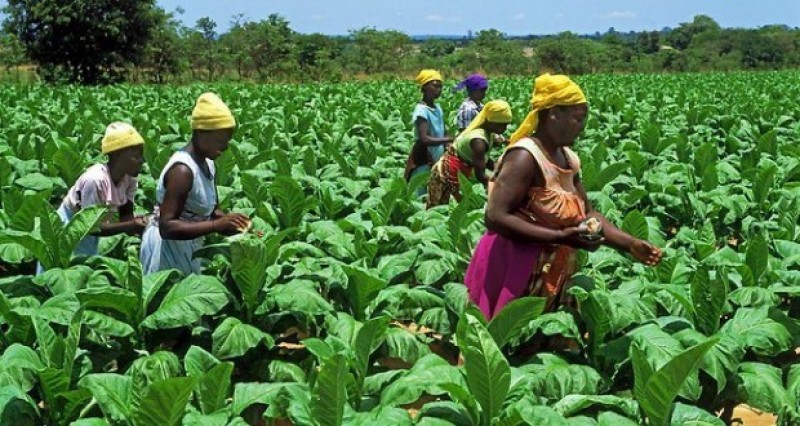 Season Greetings to our Gallant Farmers - ILAPI